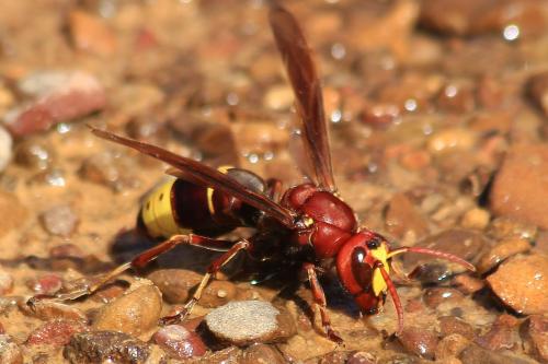 Vespa orientalis